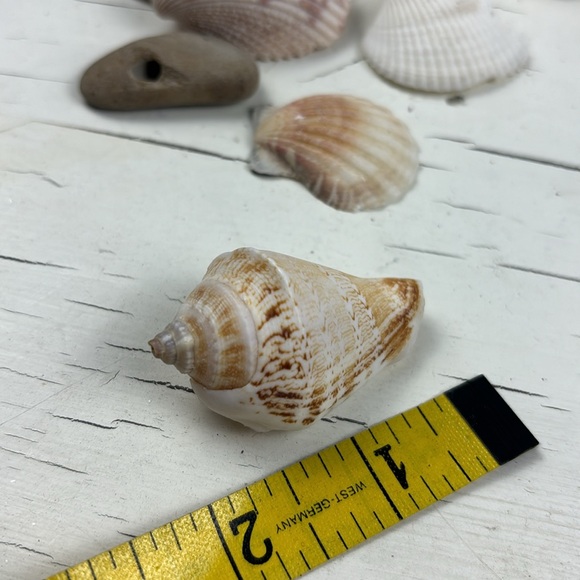shells - Picture 12 of 15
